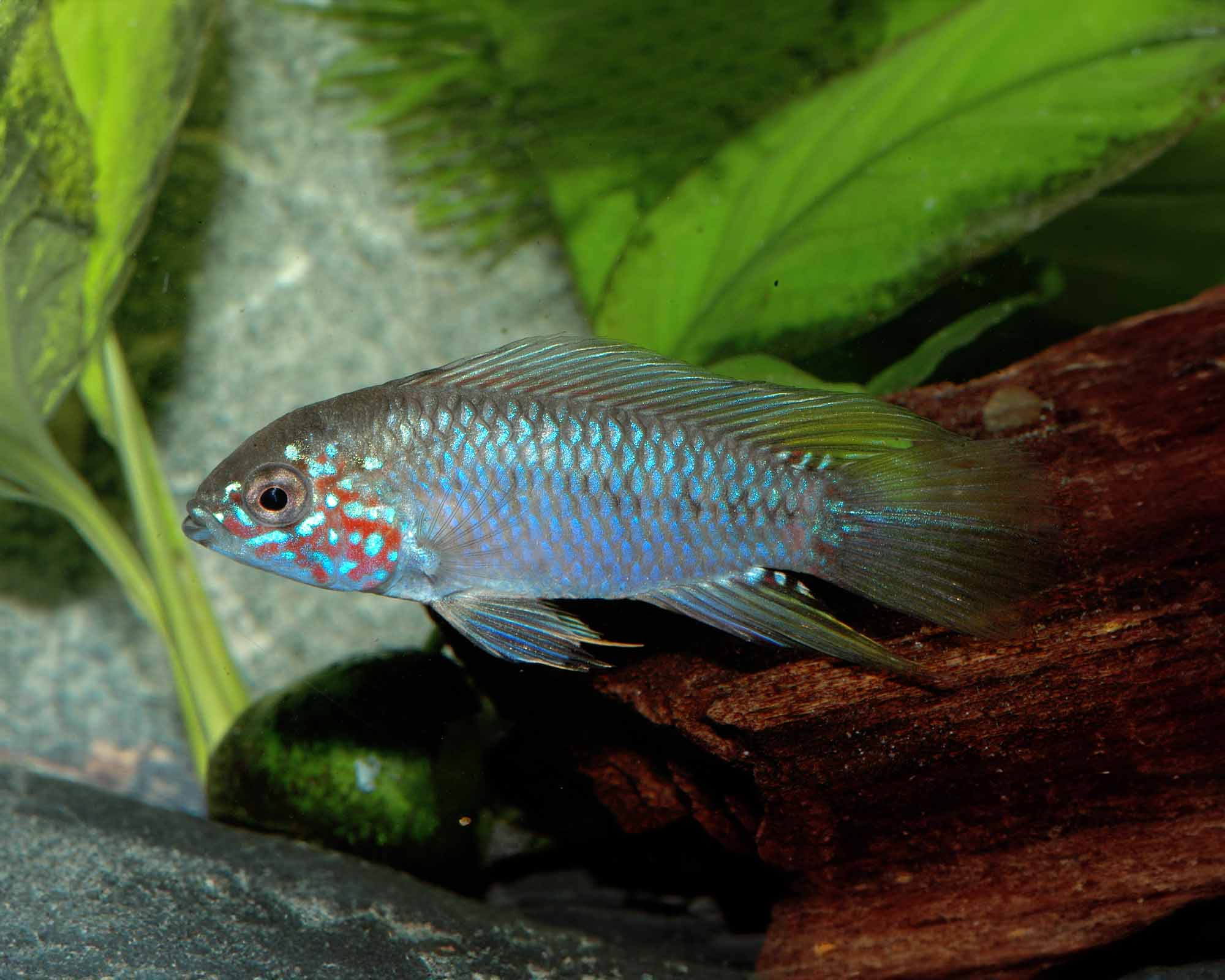 Opal Apistogramma (Apistogramma borellii)